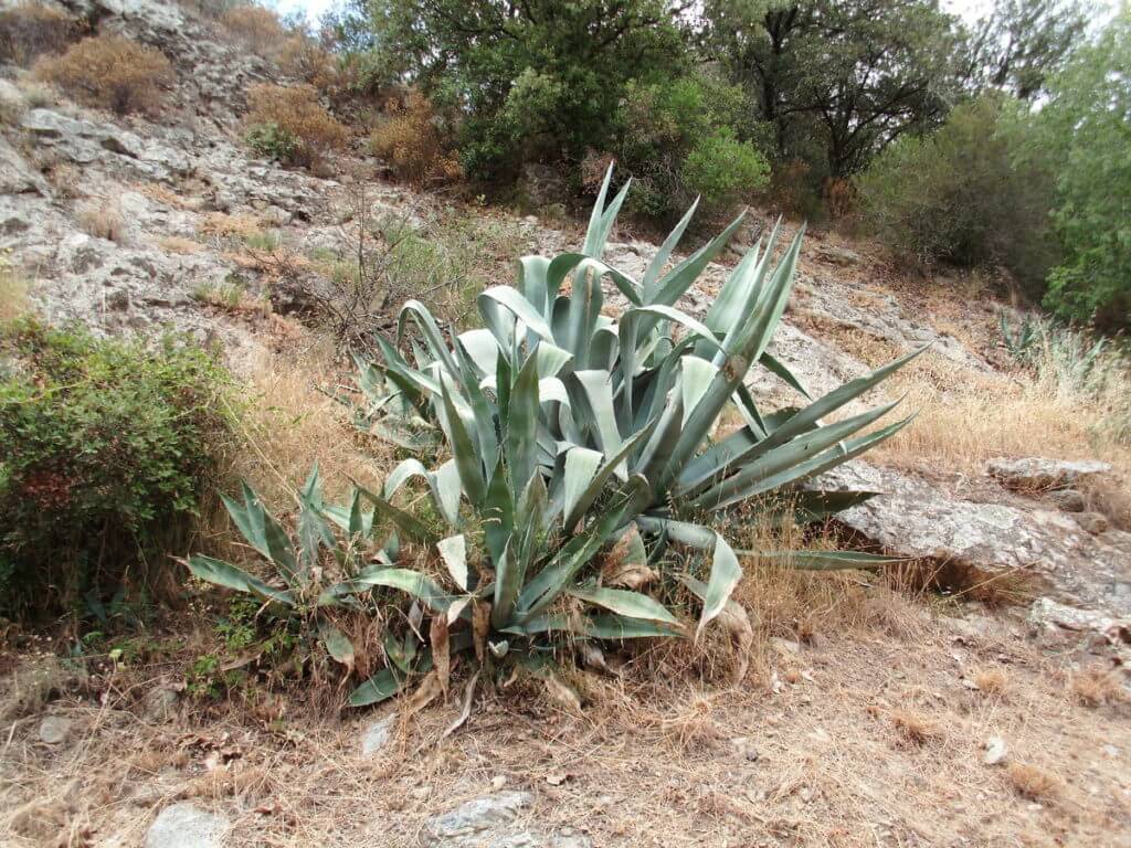 Camping La Clapère, Cactussen